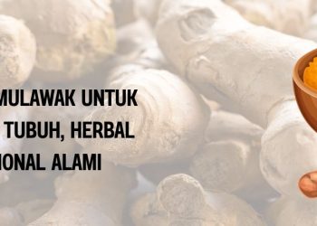 Khasiat Temulawak untuk Kesehatan Tubuh, Herbal Tradisional Alami