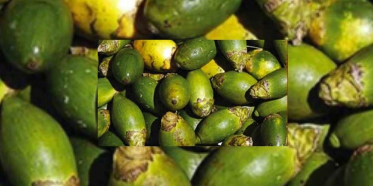 Manfaat Gambir Untuk Kesehatan Obat Tradisional Dari Nusantara