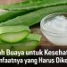 Lidah Buaya untuk Kesehatan 6 Manfaatnya yang Harus Diketahui