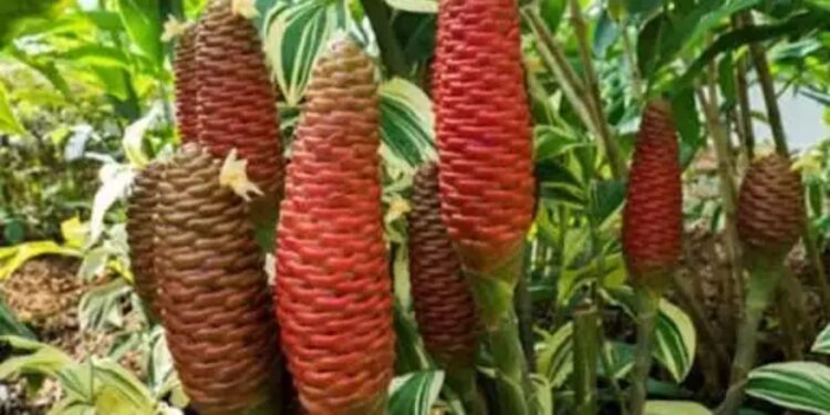 Manfaat Lempuyang untuk Kesehatan, Lebih dari Sekadar Jamu