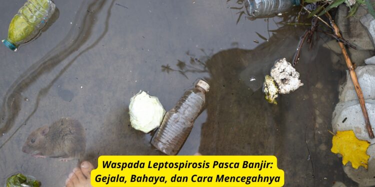 Waspada Leptospirosis Pasca Banjir Gejala, Bahaya, dan Cara Mencegahnya