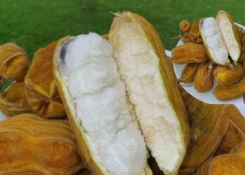 Manfaat Buah Salju untuk Kesehatan dan Rasa Uniknya