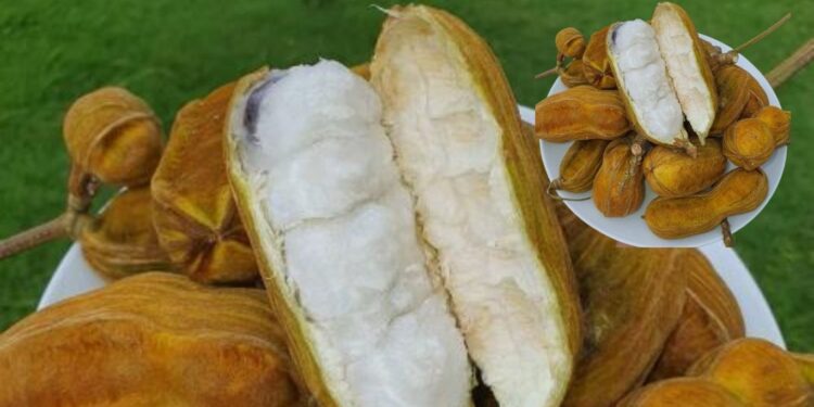 Manfaat Buah Salju untuk Kesehatan dan Rasa Uniknya