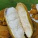 Manfaat Buah Salju untuk Kesehatan dan Rasa Uniknya