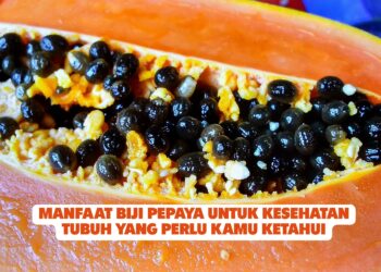 Manfaat Biji Pepaya untuk Kesehatan Tubuh yang Perlu Kamu Ketahui