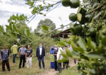 UMSU Latih “Agrosociopreneur” Petani Jeruk Desa Sekoci Langkat