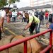 UMSU Kurban 54 Ekor Lembu