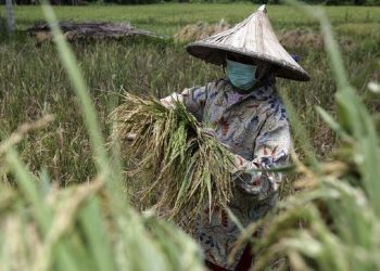 Krisis Pangan Pengertian Penyebab dan Penanganan