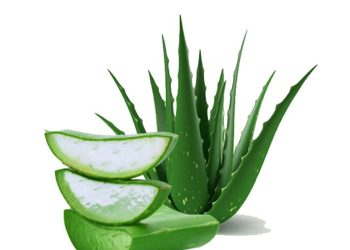 obat herbal untuk diabetes