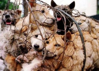 Perlindungan Terhadap Hewan