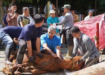 Idul Adha 1446 H UMSU Sembelih 120 Ekor Hewan Kurban